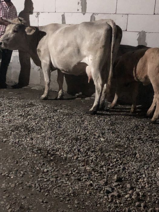 De vnzare vaca cu vitea