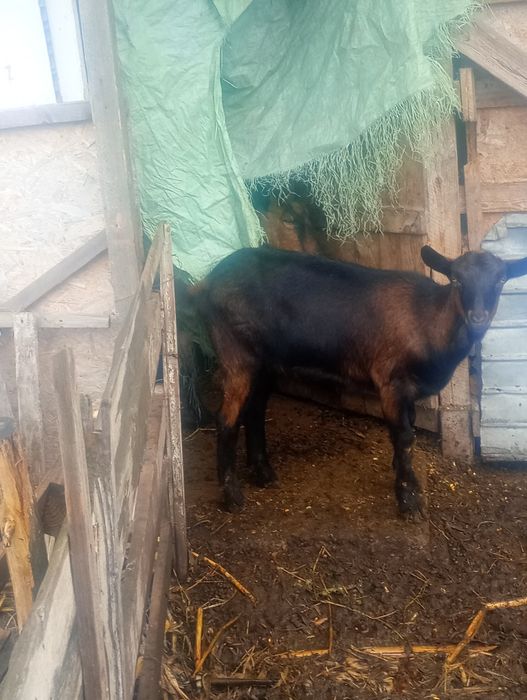 Capre iedite și tapisori