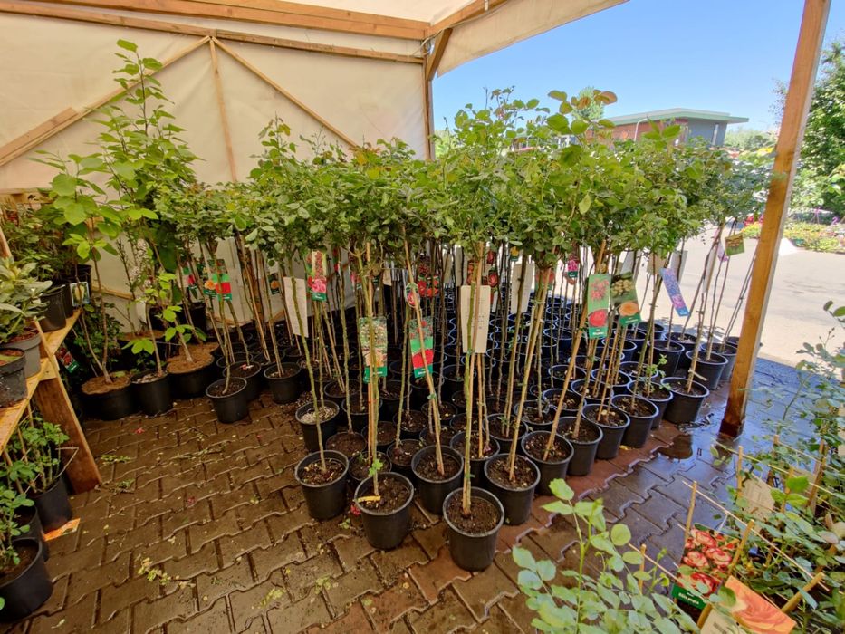 Trandafiri pomisori diferite culori