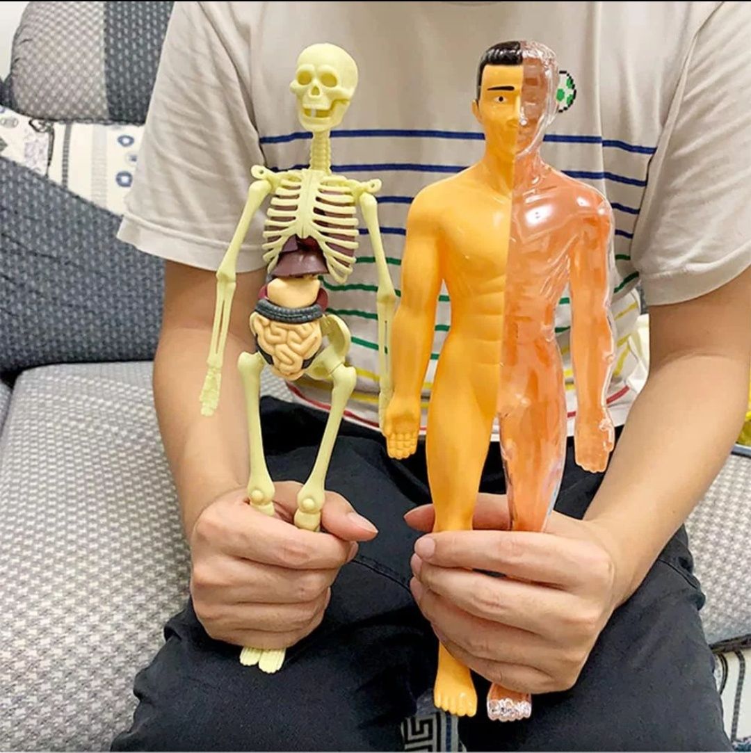 Corpul Uman 3D de asamblat cu schelet și organe 30cm Tip Lego