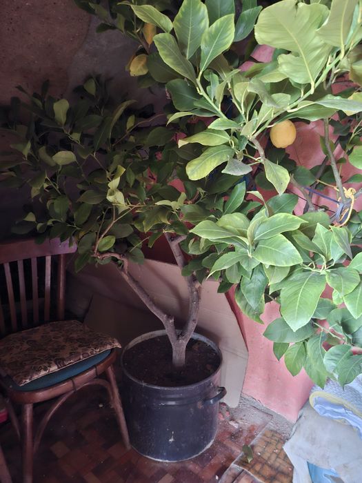 Дърво от лимончета