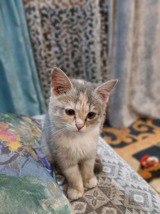 Отдам кошечку в заботливые,добрые руки.