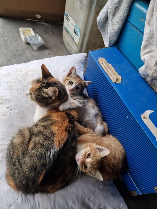 Подарявам котенца