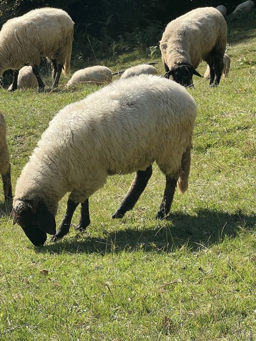Miei suffolk si carabas