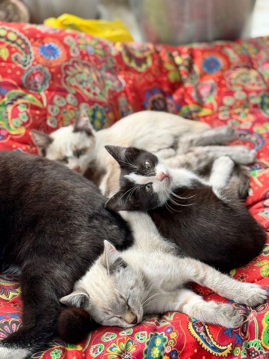 Котята в добрые руки