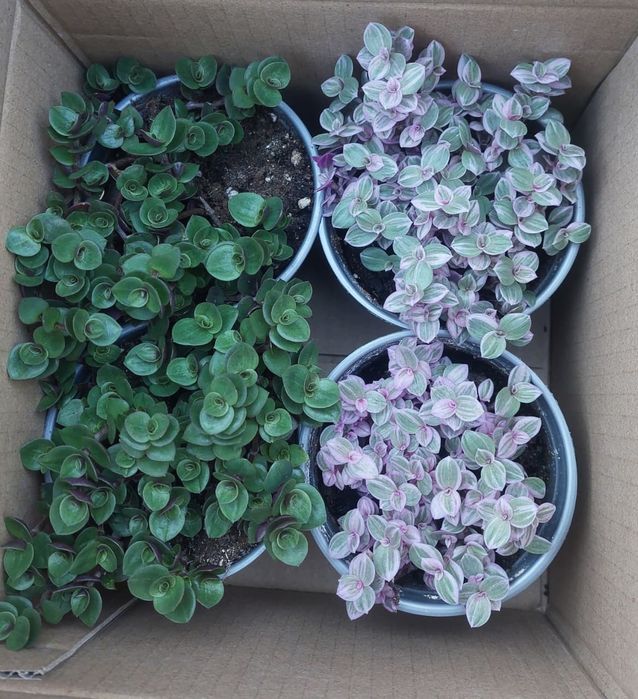 Продам Коллизию .