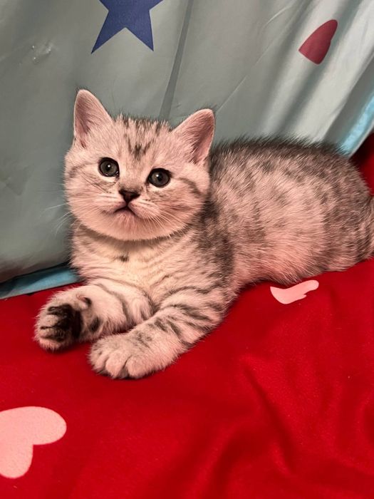 Продам котят мама шотландская веслоуха, отец шиншилла