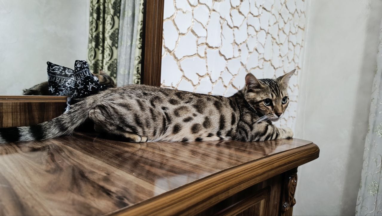 Bengal og'il, amerikansky qz, shinshila og'il