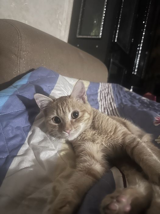 В подарок !!! в добрые руки