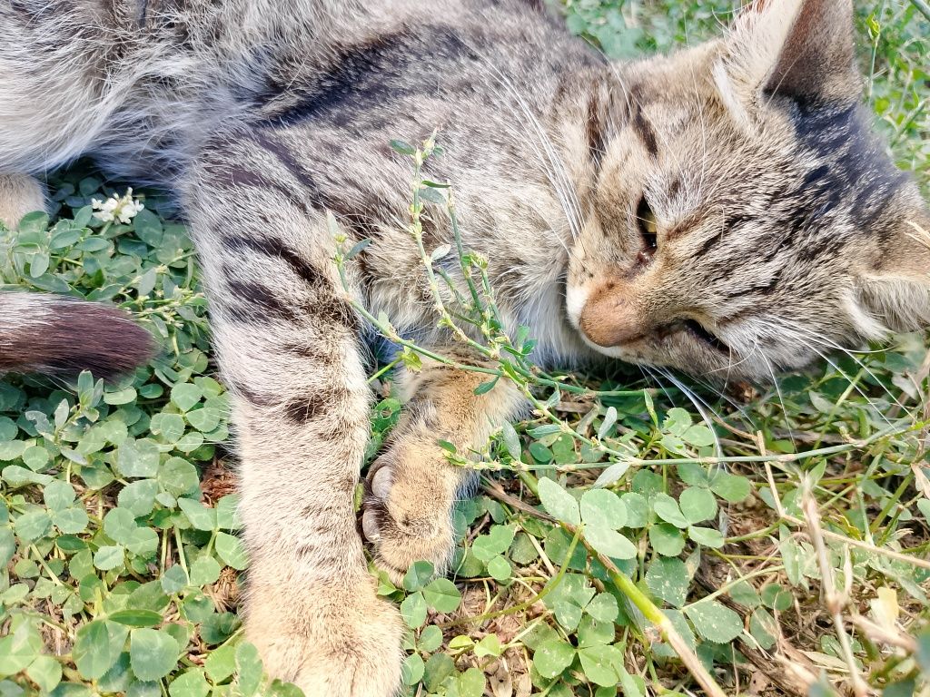 Подарявам коте ,сиво