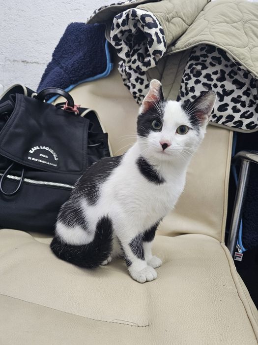 Малко котенце момиче.