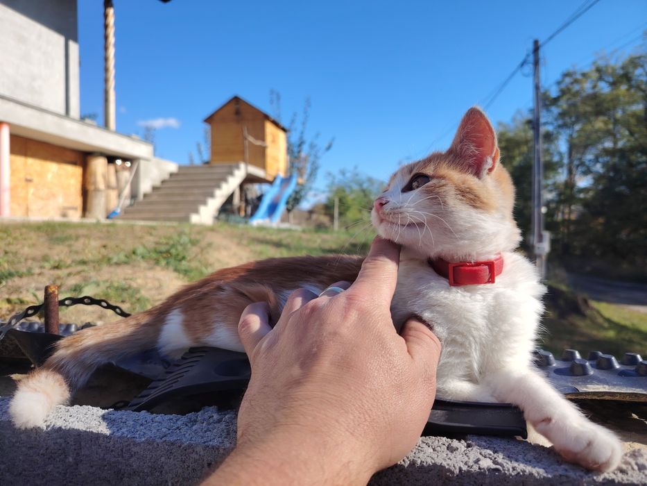 donez o pisicuta cu tot cu mancare