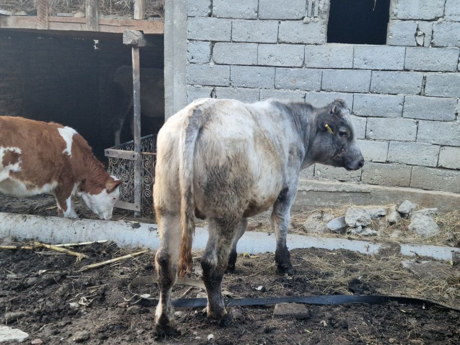 Vand 2 vaci si 1 taur si o vitea