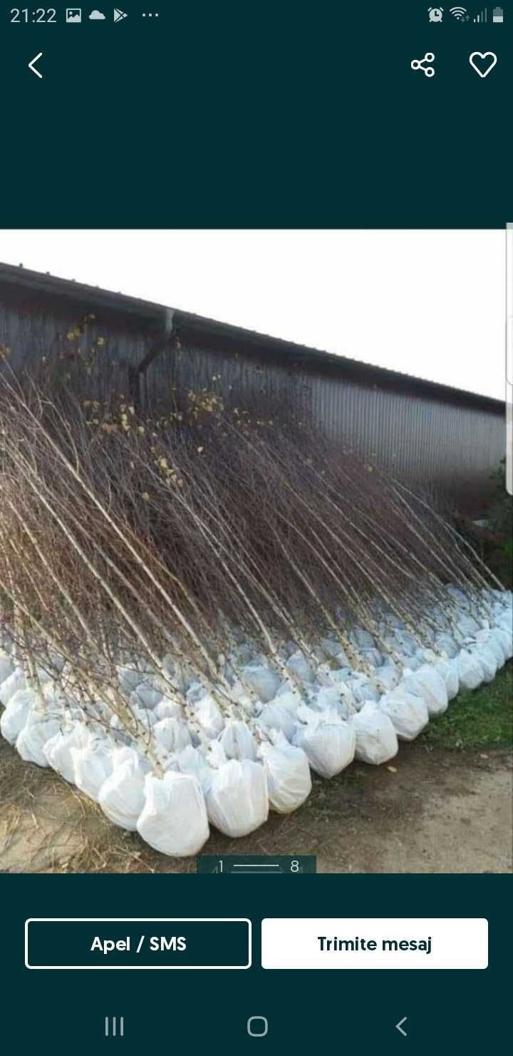 Mesteacăn cu Scoarță Albă – Arbore Elegant, Ideal pentru Peisagistică!
