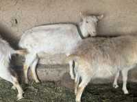 Продаётся зааненские козы