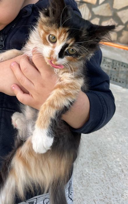 Подарявам котета