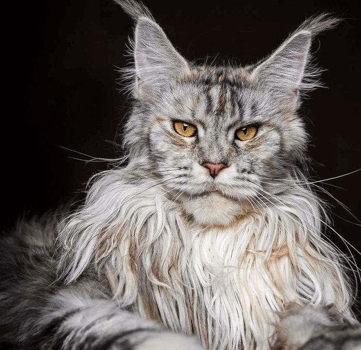 Гигант- Кун! Котята от МЕЙН- КУНОВ
