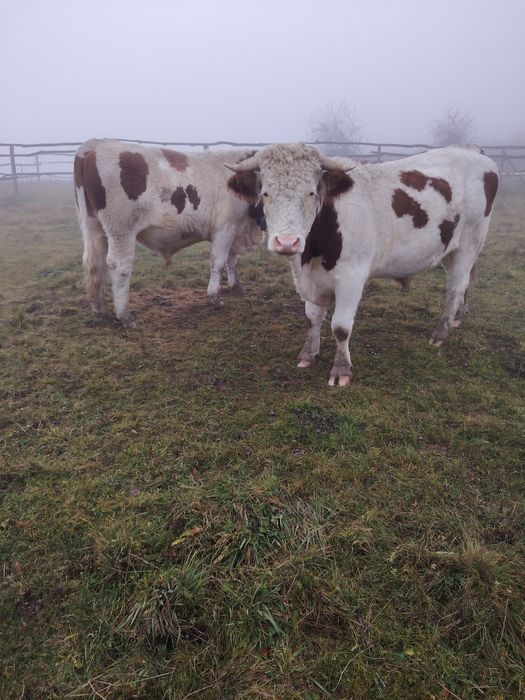 Junci batata romanesca