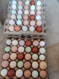 Продам домашние яйца