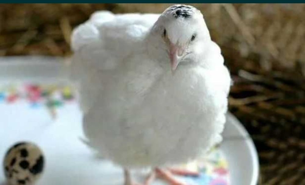 Перепела Московский гигант молодки - несушки и петушки