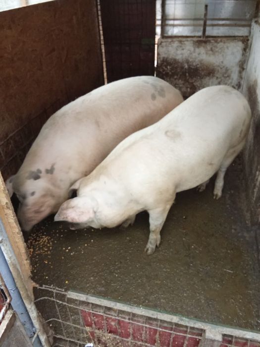 Porc de Crăciun la alegere