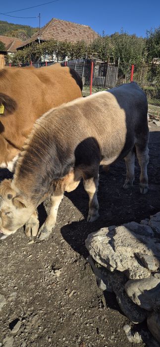 Vând vitel in vârstă de 8 luni