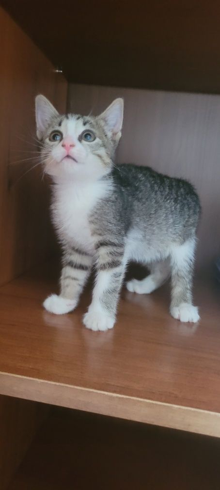 Отдам котенка в хорошую