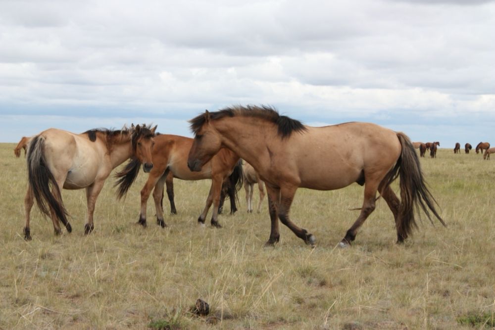 Согым Конина молодняк мясо конины