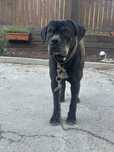 Donez cane corso