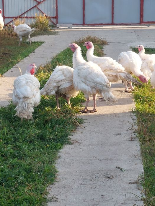 Curcani de carne și puicute de oua