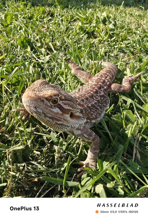 Vând agama cu barbă