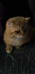 Motanel British Shorthair
