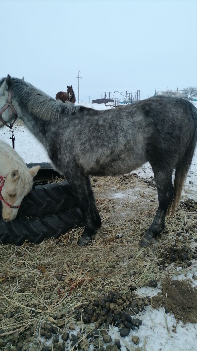 Продам жеребца обучены