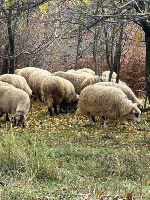 Vând la pachet oi și capre