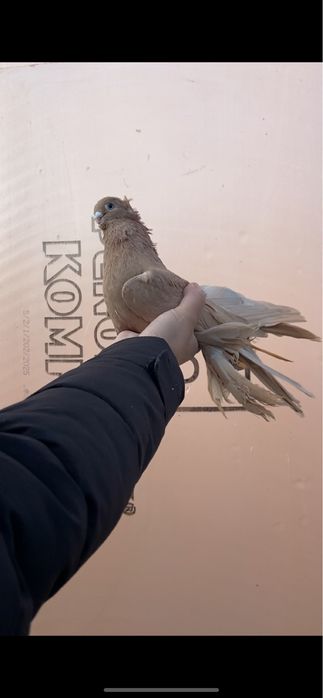 Голуби двухчубые узбекски