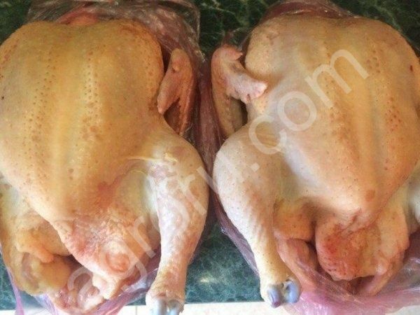 Домашние мясо кур