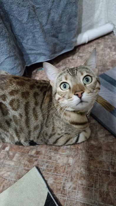 Пропала кошка в районе Хасенки