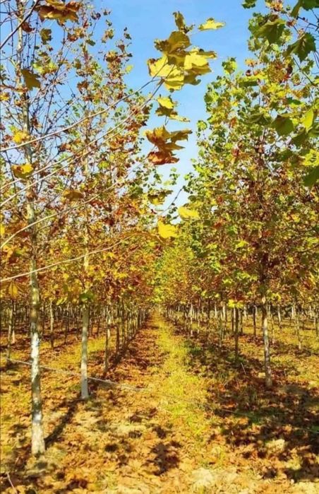 Tei de floare/mesteacăn /arbori ornamentali