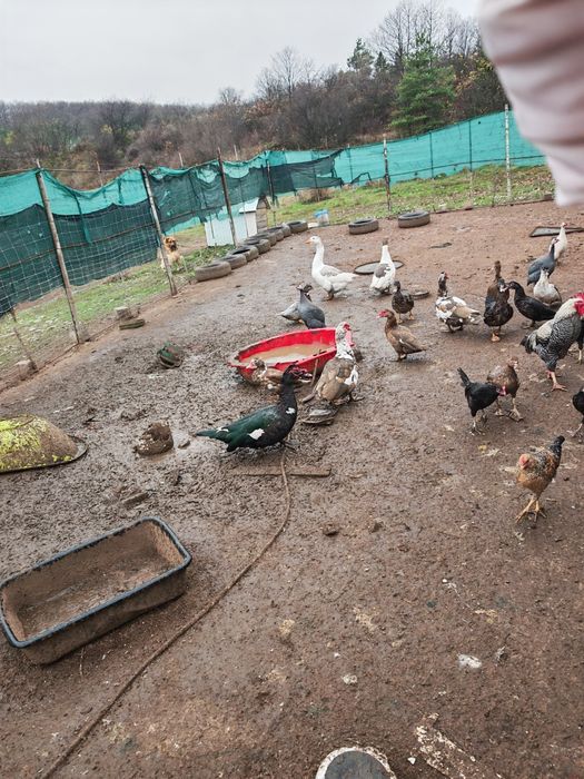 Всякакви видове пернати