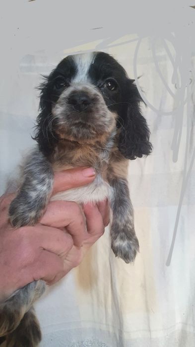 Продаются щенки русского спаниеля