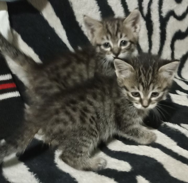 Котята в добрые руки.