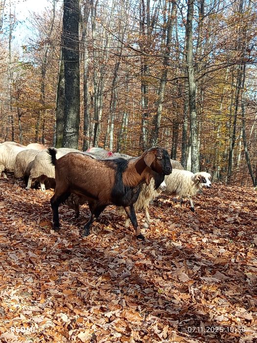 Vând țap anglonobian  schimb
