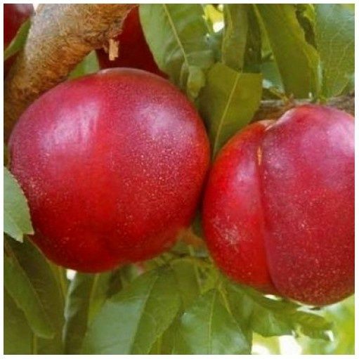 Pomi Fructiferi deosebiti nectarin venus