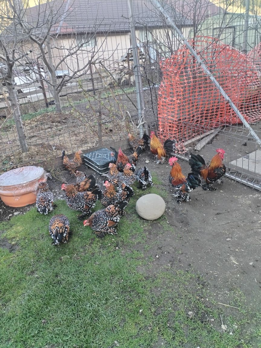 Oua pt incubat din rasa mii de flori porțelan