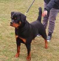 Femela Top Rottwailer