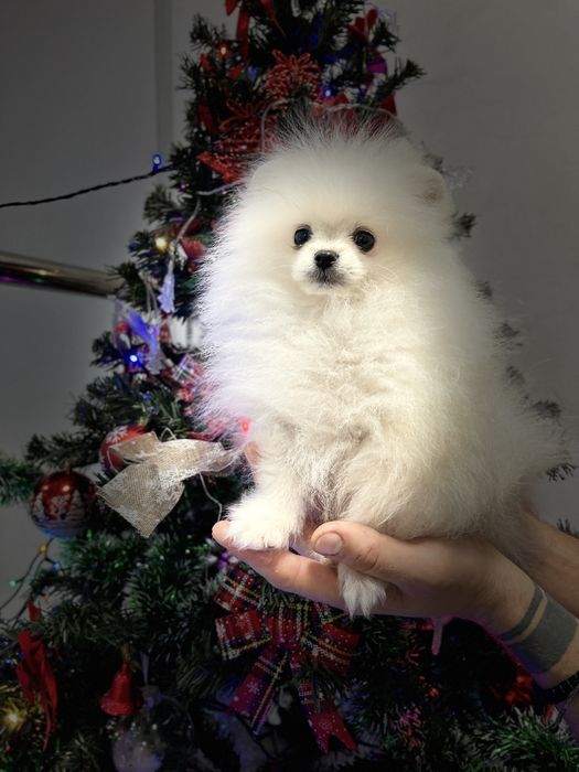 Pomeranian cu pedigree UCHR