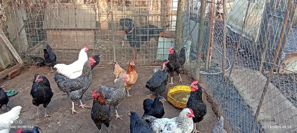 Gâște și cocosi Australorp  din 2025  iunie