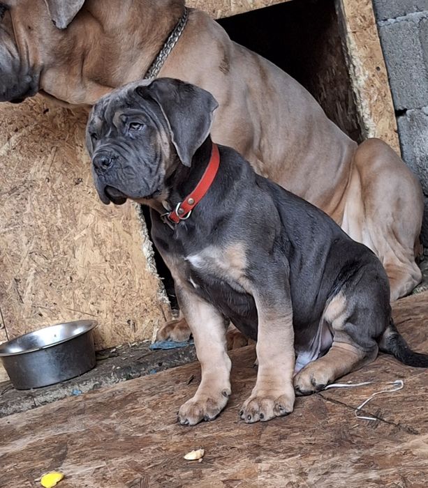 Mascul Cane Corso