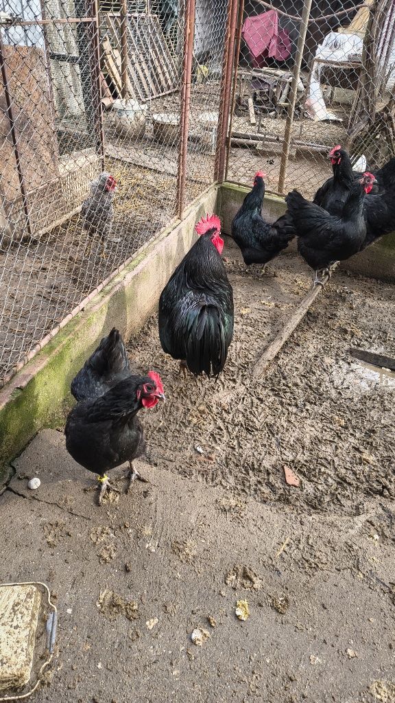 Australorp familie