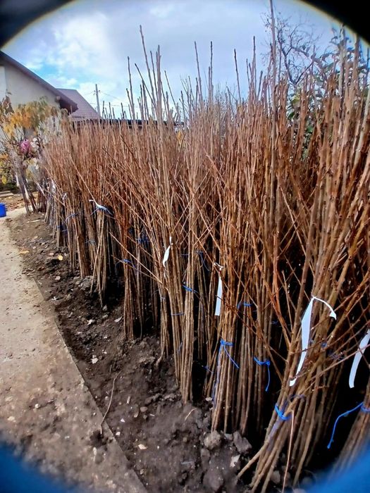 Pomi fructiferi altoiti